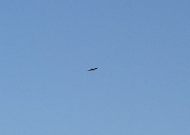 Peregrine Falcon - ML609366865