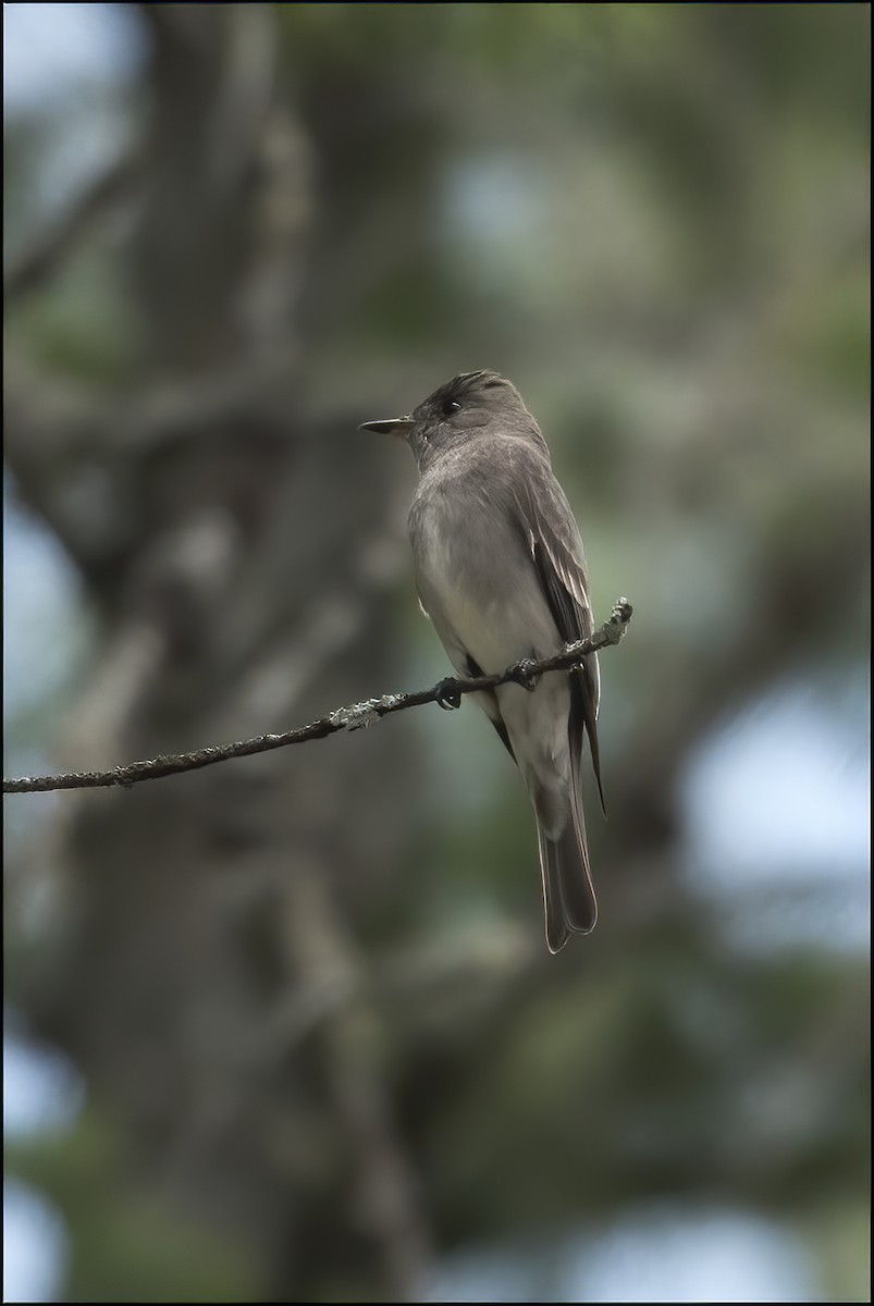 Western Wood-Pewee - ML609366891