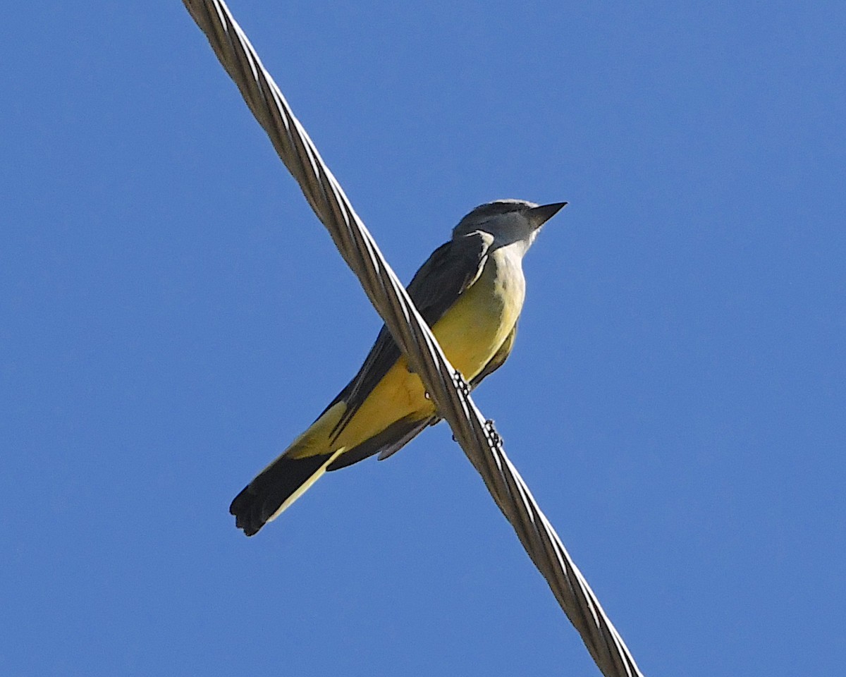 Western Kingbird - ML609366933