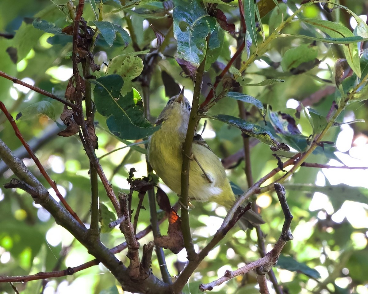 Orangefleck-Waldsänger (orestera) - ML609366939