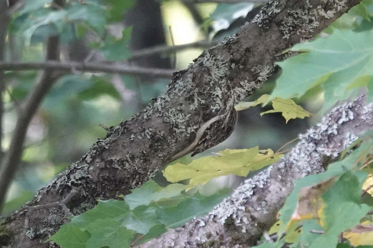 Brown Creeper - ML609366997