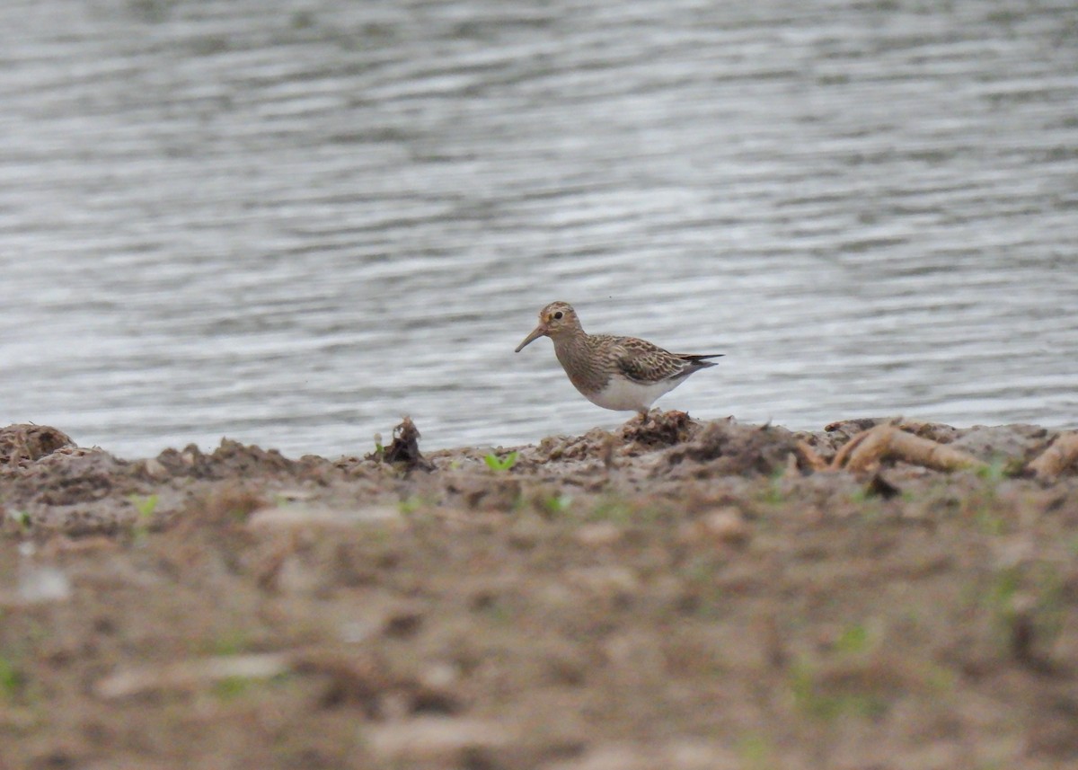 Pectoral Sandpiper - ML609367007