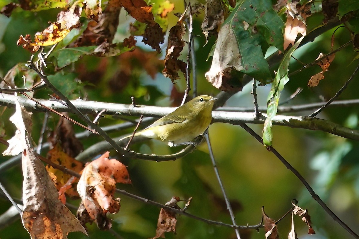 Tennessee Warbler - ML609367058