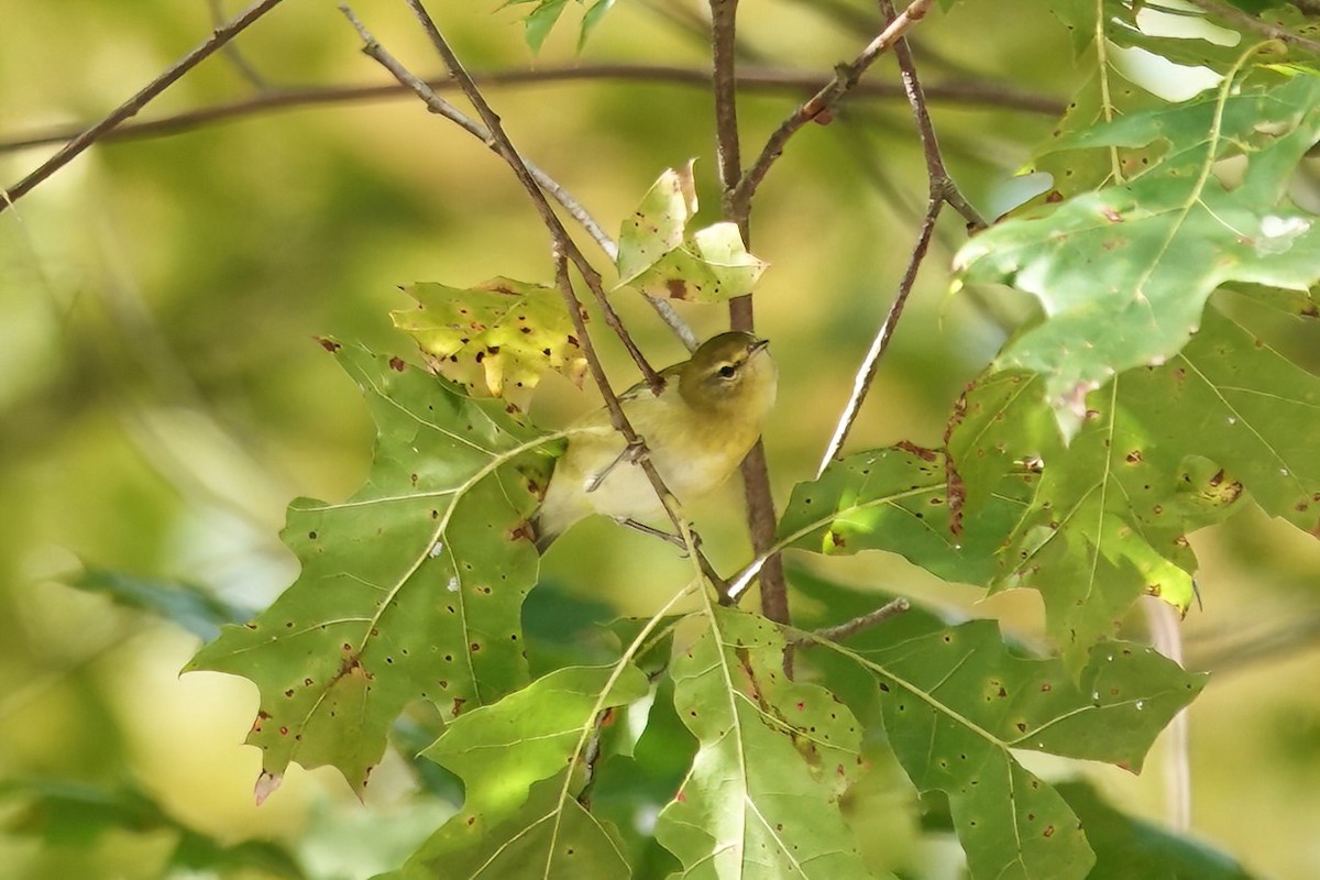 Tennessee Warbler - ML609367059