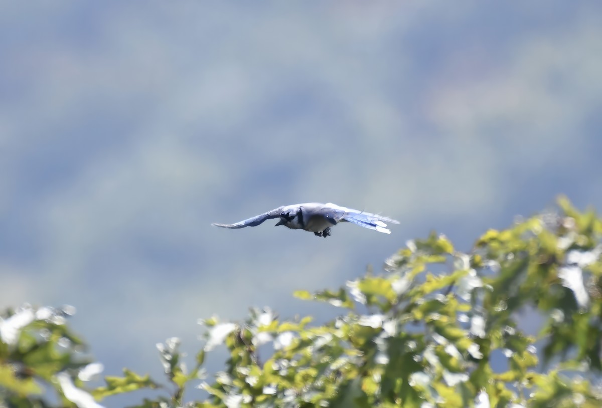 Blue Jay - Suzanne Zuckerman