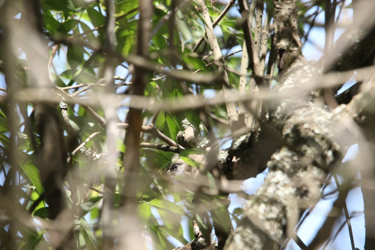 African Paradise-Flycatcher - ML609367121