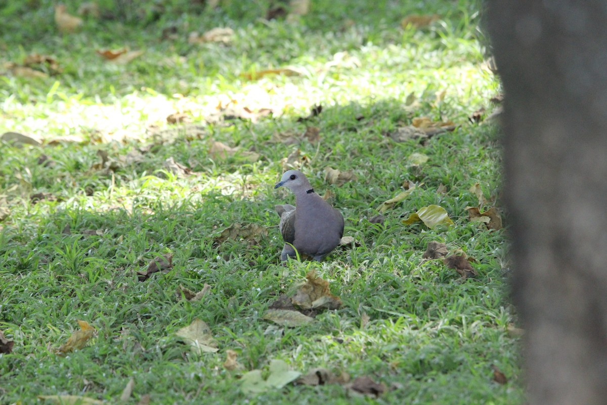 Red-eyed Dove - Jason Graham