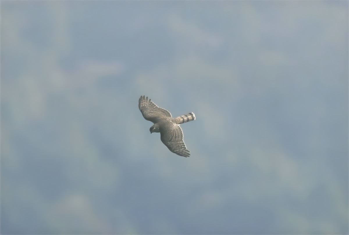 Sharp-shinned Hawk - Suzanne Zuckerman