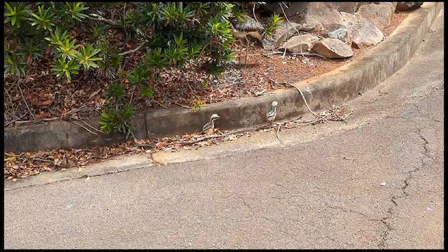 Bush Thick-knee - ML609367273
