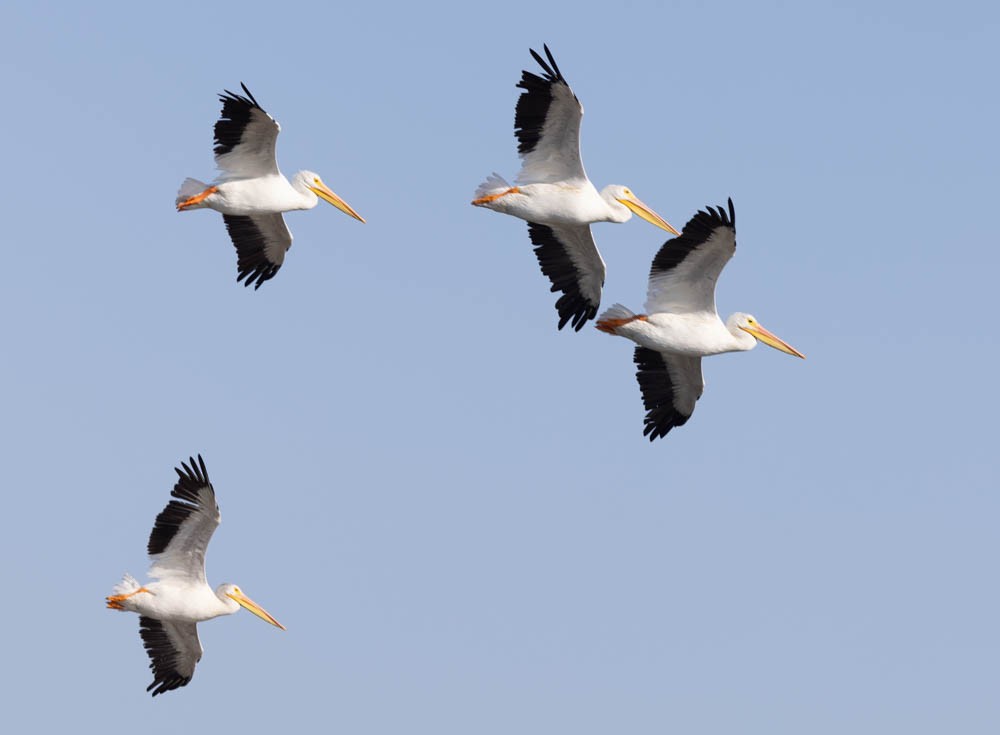 American White Pelican - Marty Herde