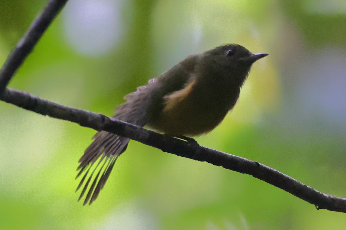 McConnell's Flycatcher - ML609367309