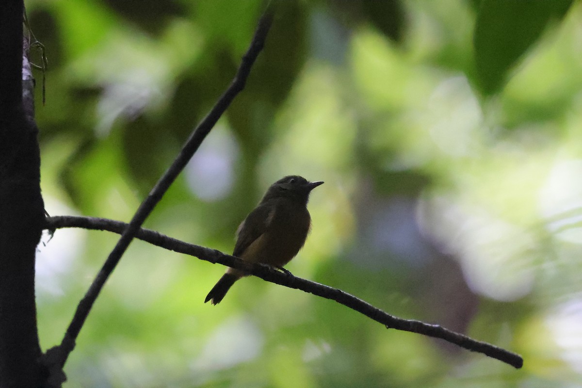 McConnell's Flycatcher - ML609367313