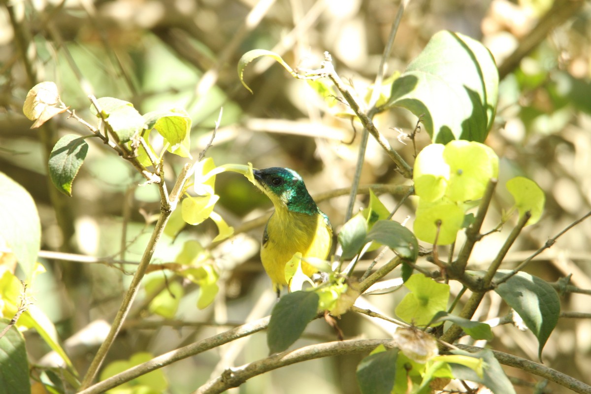 Collared Sunbird - ML609367420