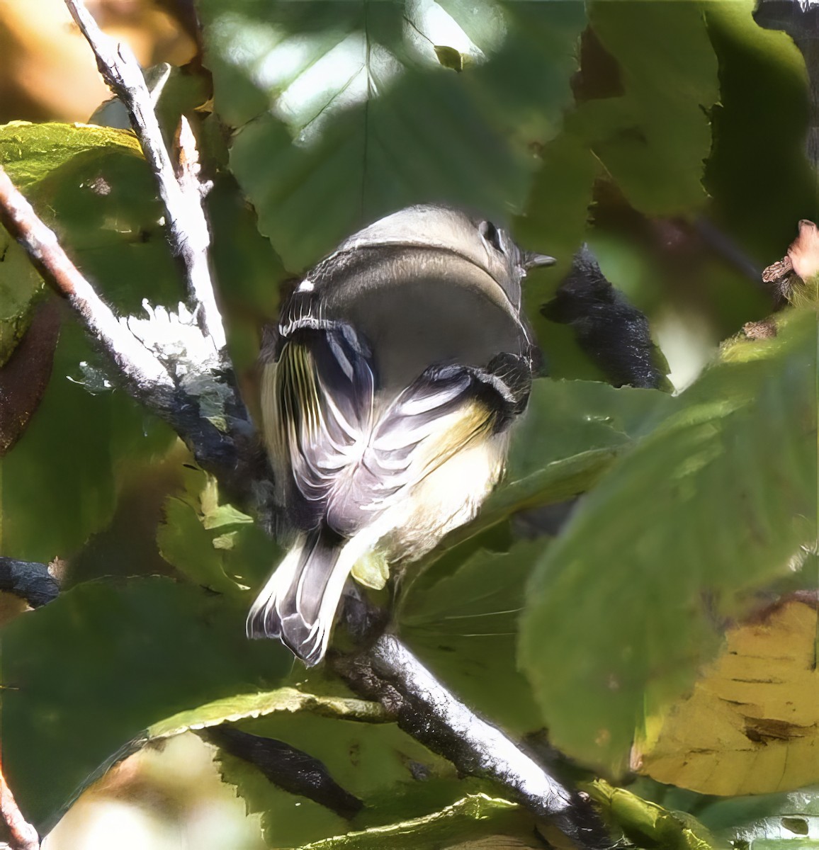 Ruby-crowned Kinglet - Suzanne Zuckerman