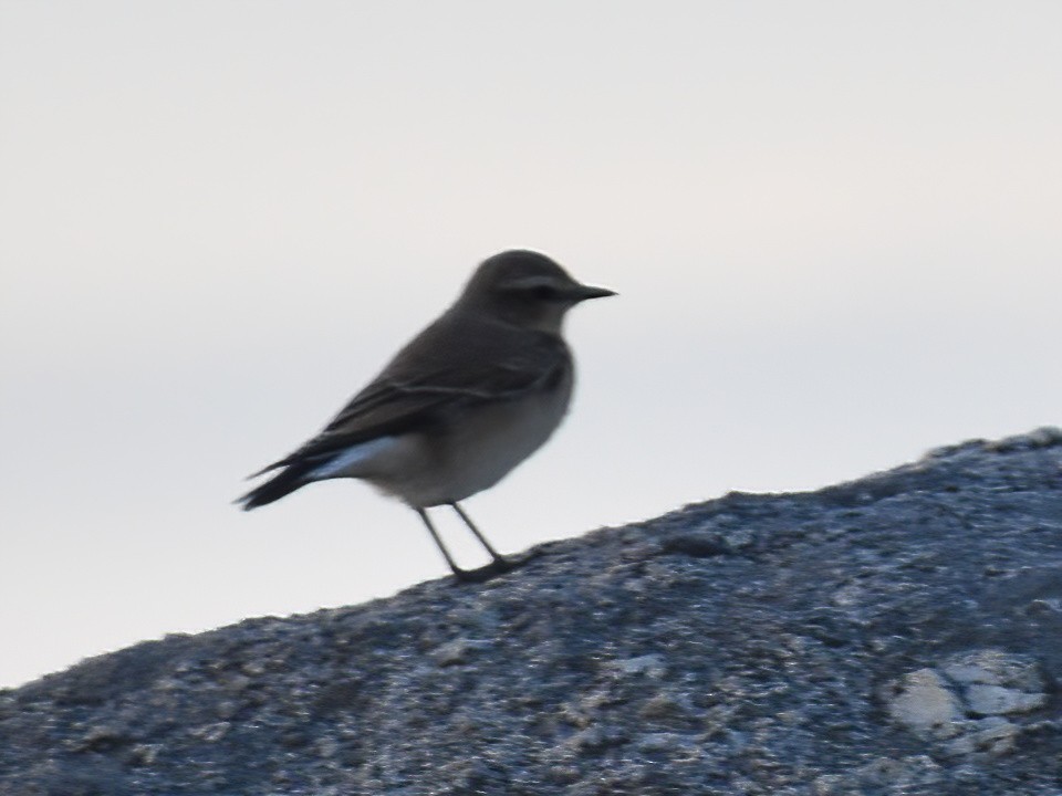 Northern Wheatear (Eurasian) - Patrick McGill