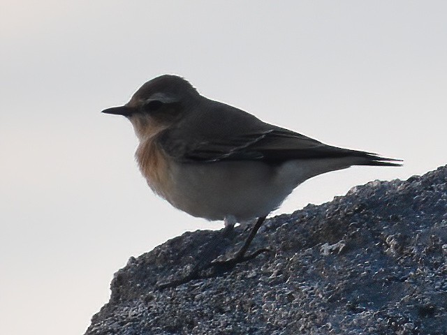 ハシグロヒタキ（oenanthe／libanotica） - ML609367439