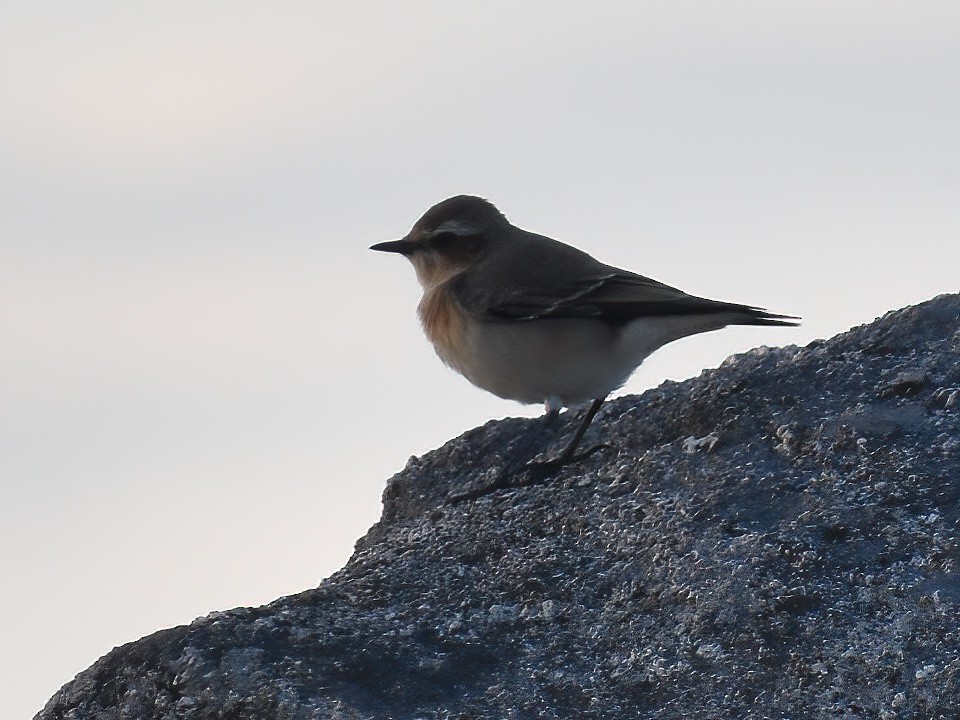 ハシグロヒタキ（oenanthe／libanotica） - ML609367442