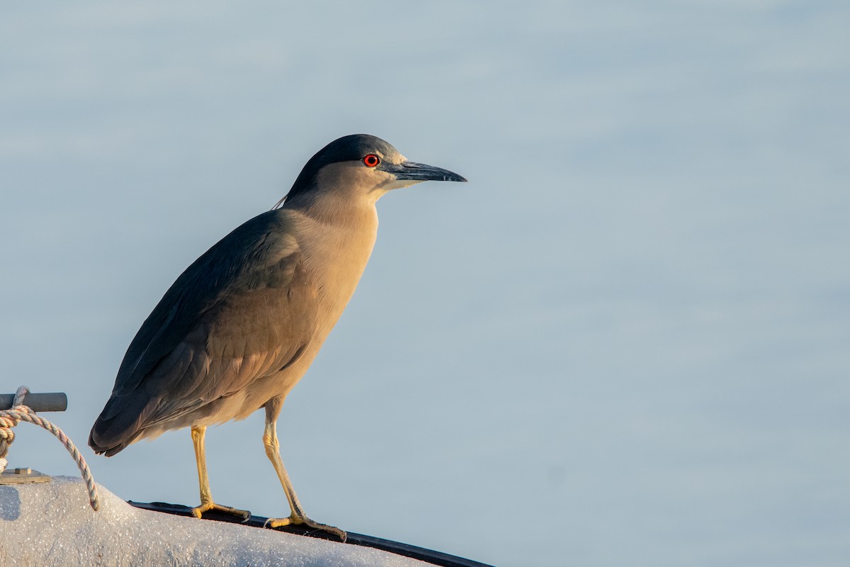 Black-crowned Night Heron - Alexis Andrea Verdugo Palma (Cachuditos Birdwatching)