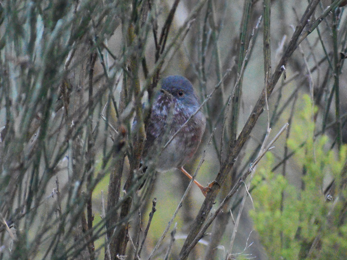 Dartford Warbler - Patrick McGill