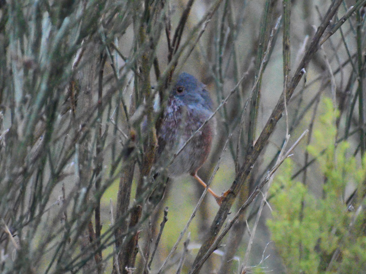 Dartford Warbler - Patrick McGill