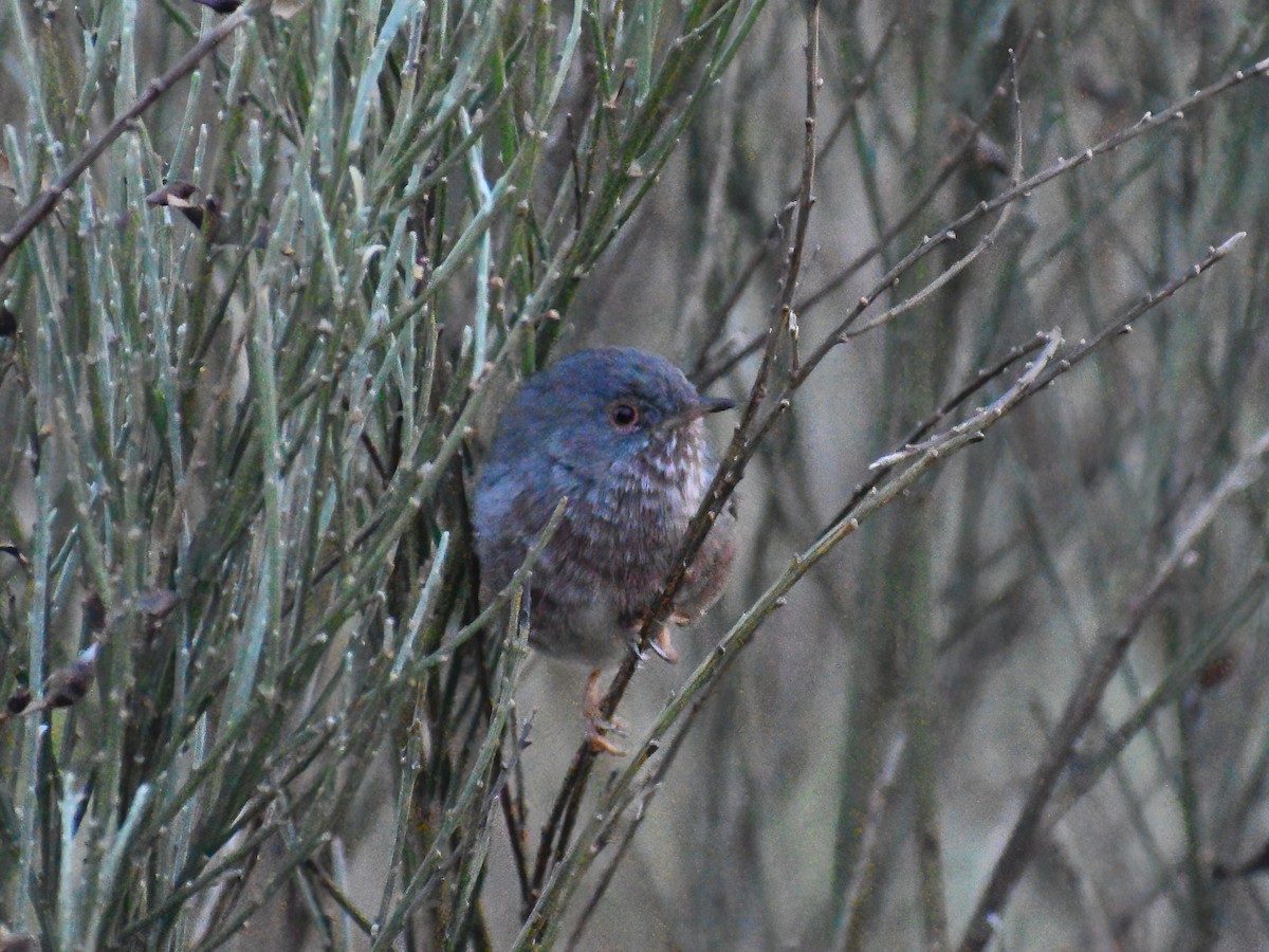 Dartford Warbler - Patrick McGill