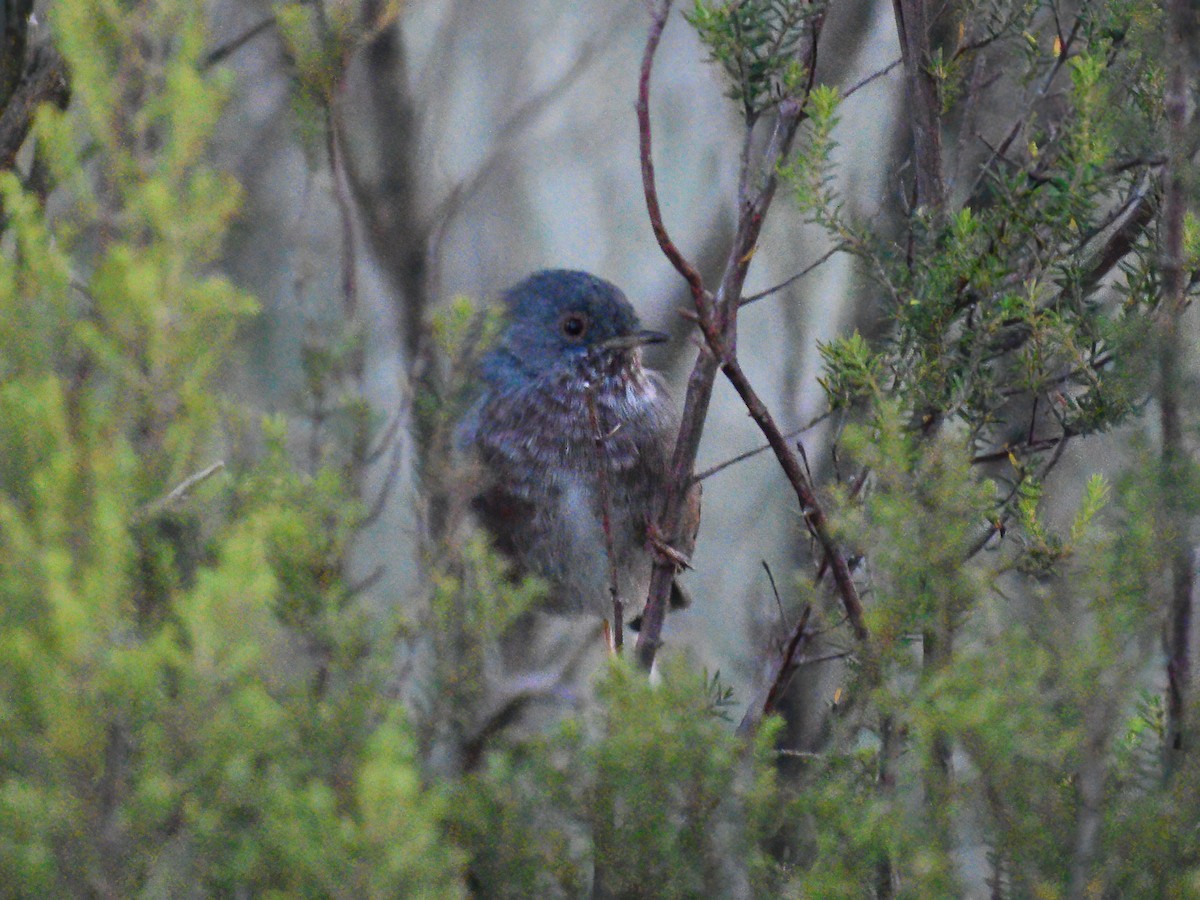 Dartford Warbler - ML609367468