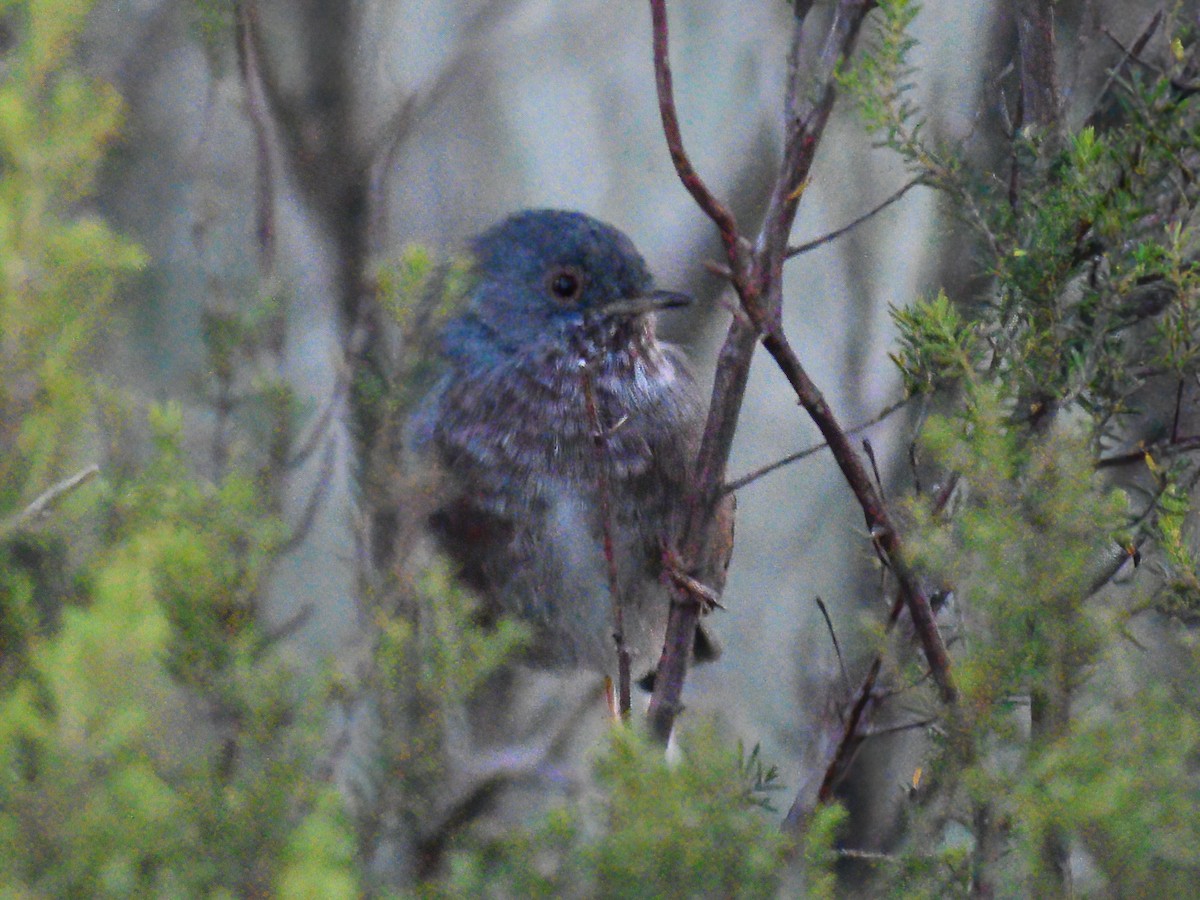 Dartford Warbler - Patrick McGill