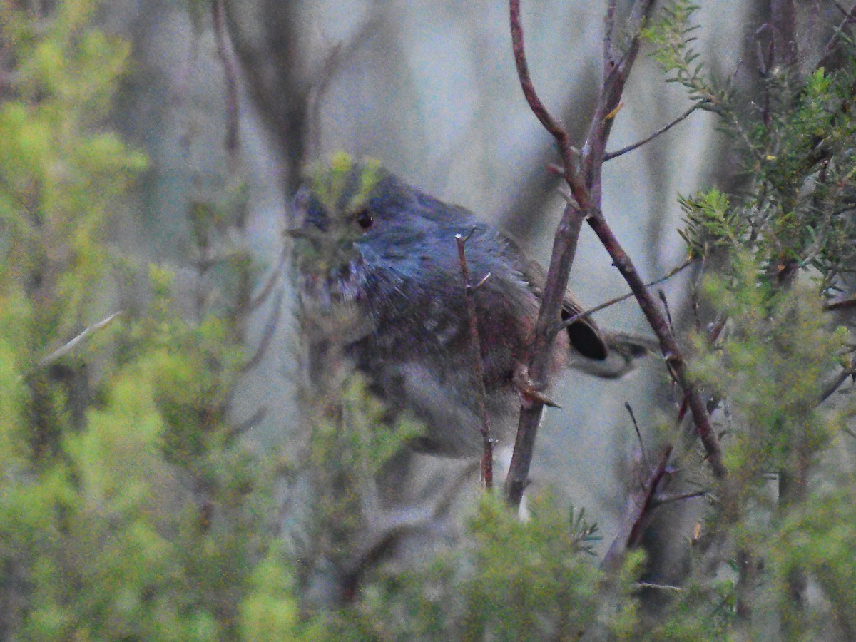 Dartford Warbler - ML609367472