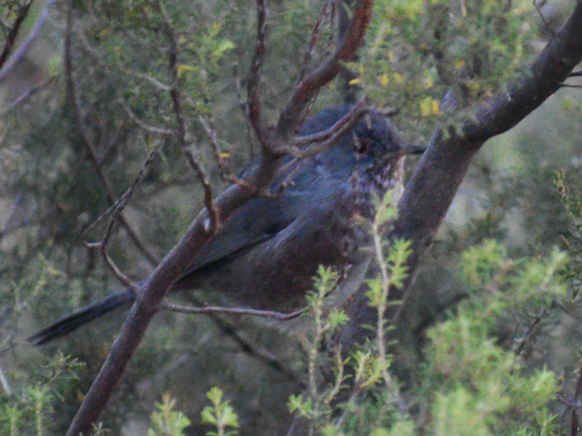 Dartford Warbler - Patrick McGill