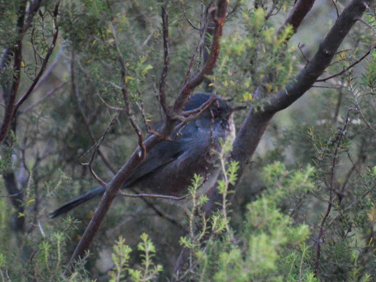 Dartford Warbler - Patrick McGill