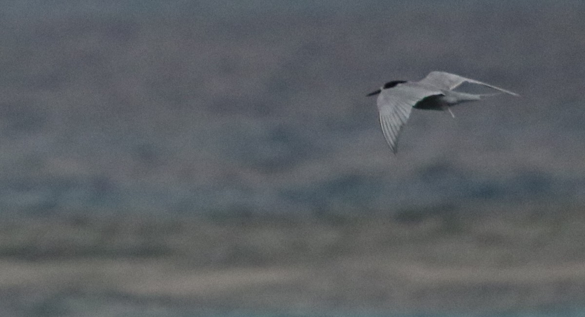 White-cheeked Tern - Mark Baker