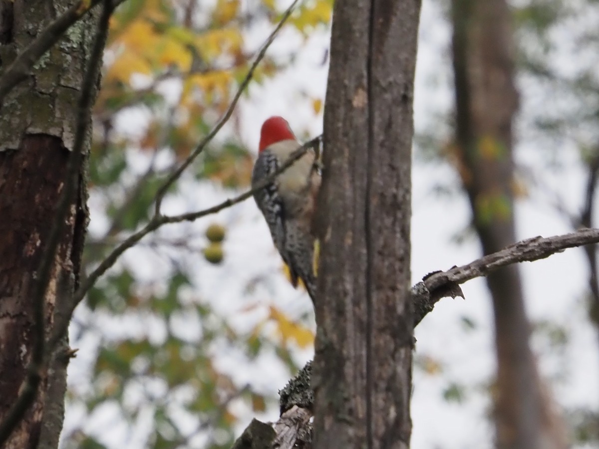 Red-bellied Woodpecker - ML609367496