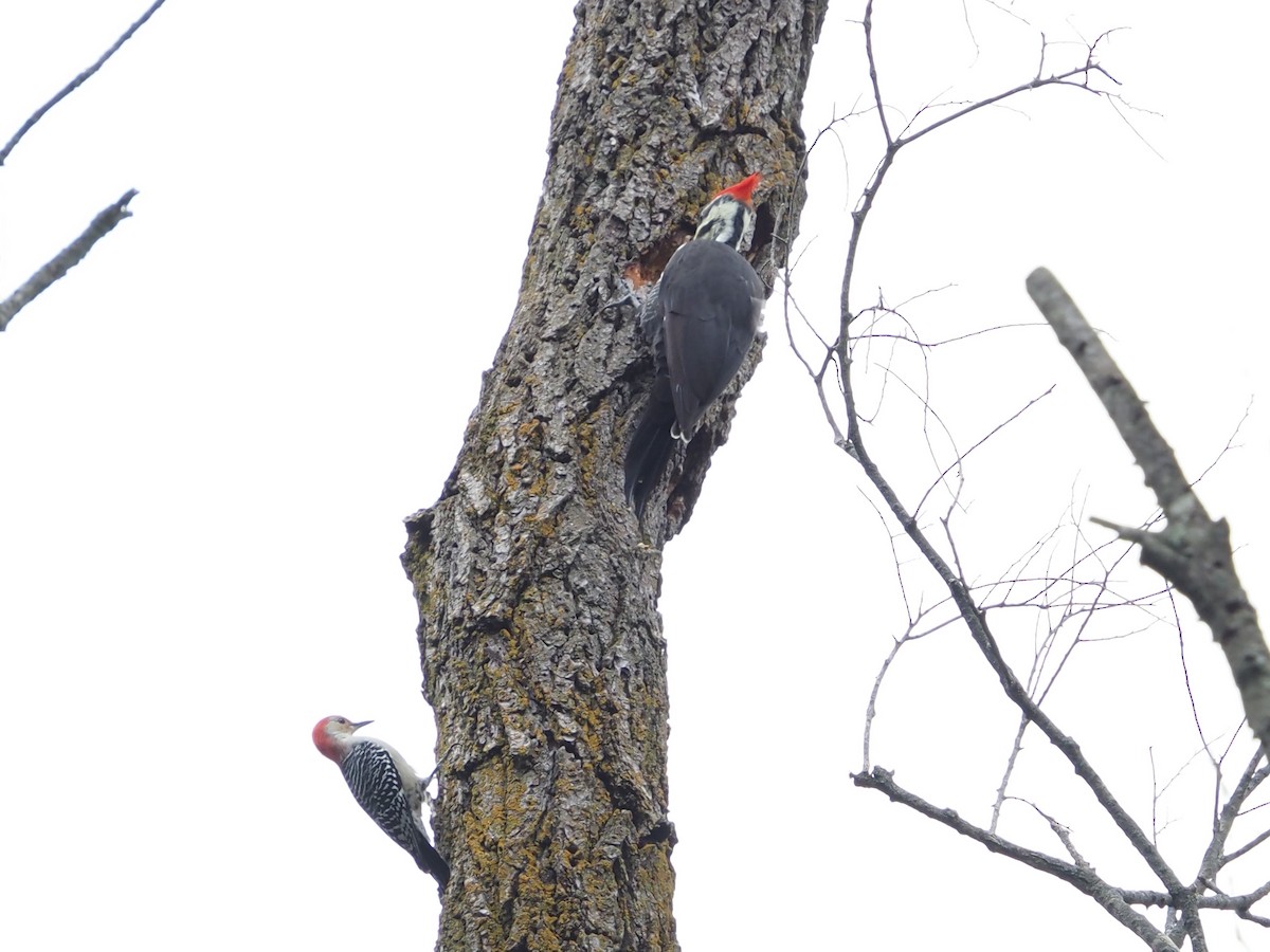 Red-bellied Woodpecker - ML609367497