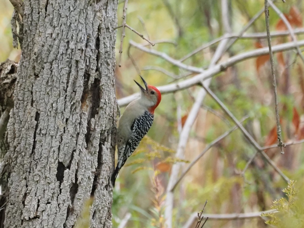 Red-bellied Woodpecker - ML609367498