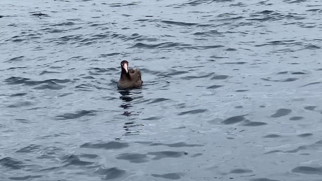 Short-tailed Albatross - ML609367511