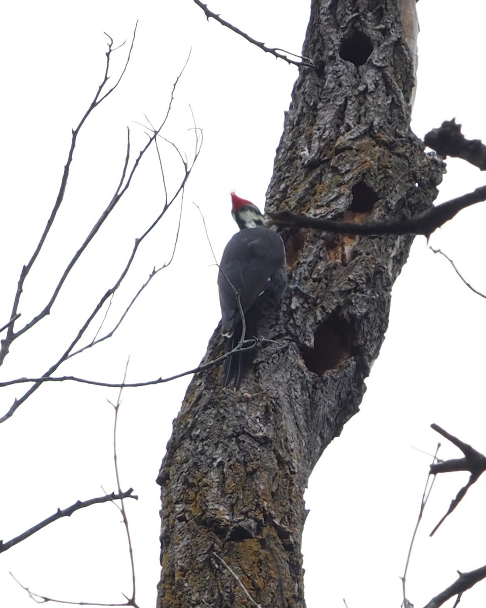 Pileated Woodpecker - Bob Maddox