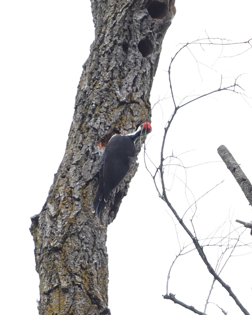 Pileated Woodpecker - Bob Maddox