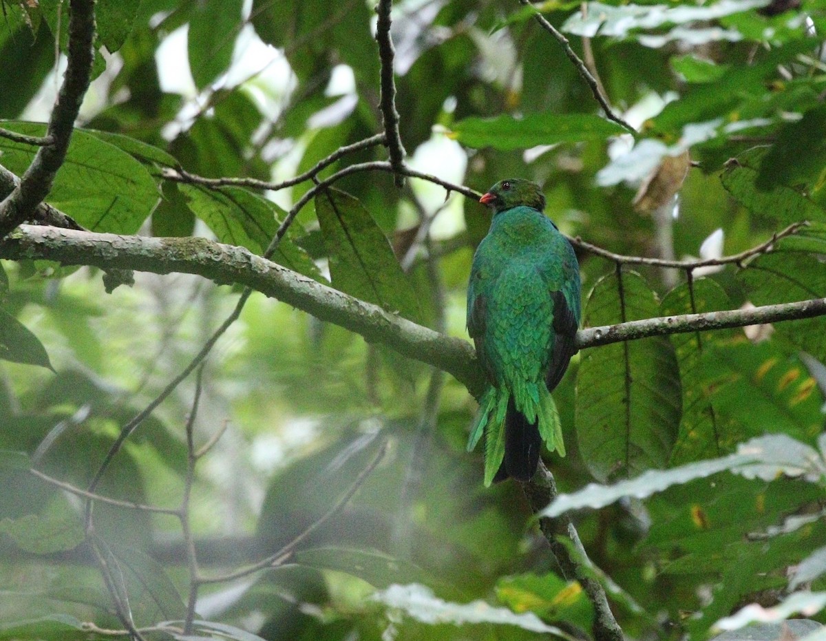 Pavonine Quetzal - Richard Greenhalgh