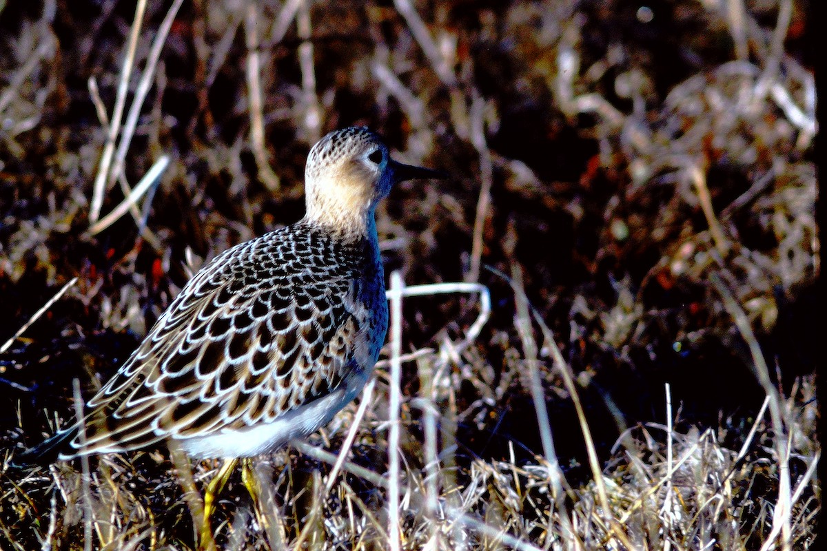 Buff-breasted Sandpiper - ML609367665