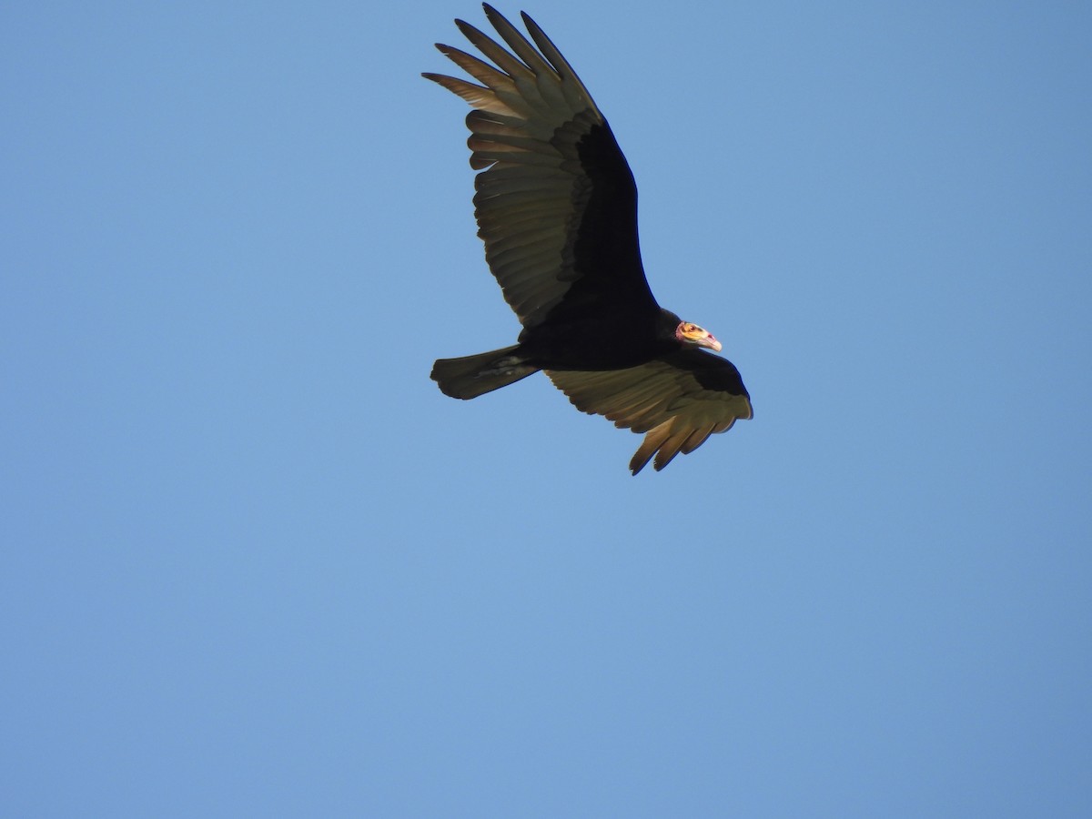 Lesser Yellow-headed Vulture - Laura Bianchi