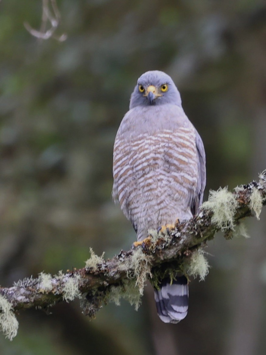 Roadside Hawk - ML609367820