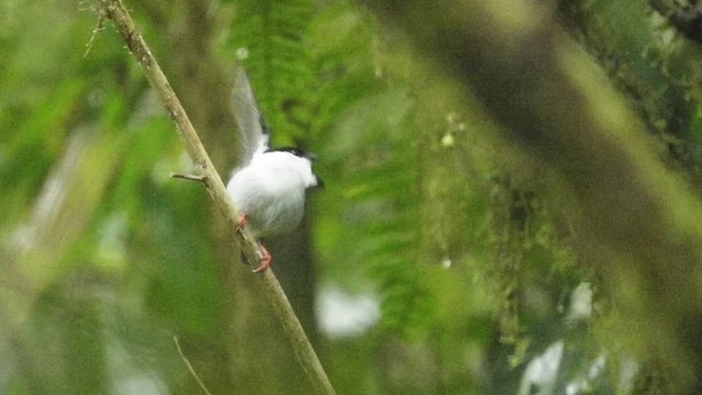 White-bearded Manakin - ML609367868