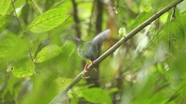 White-bearded Manakin - ML609367869