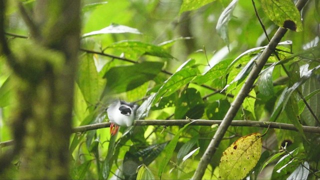 White-bearded Manakin - ML609367871