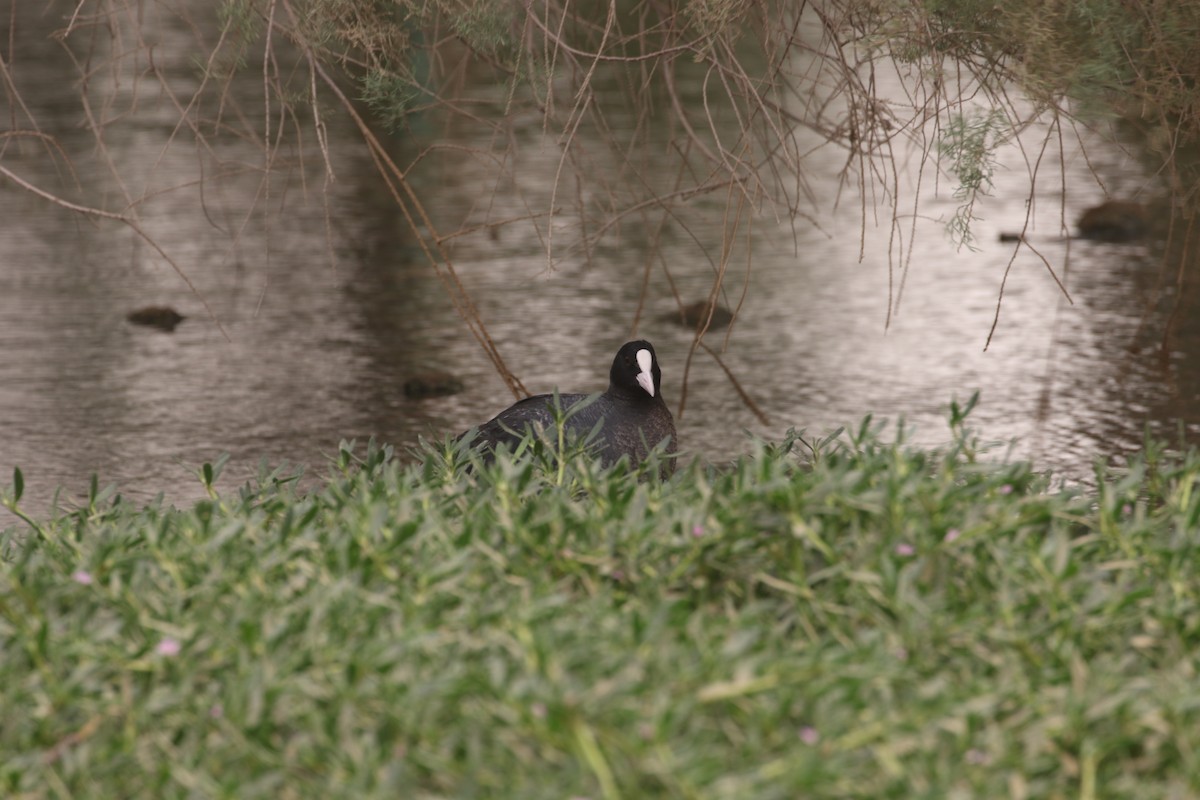 Eurasian Coot - Mark Baker