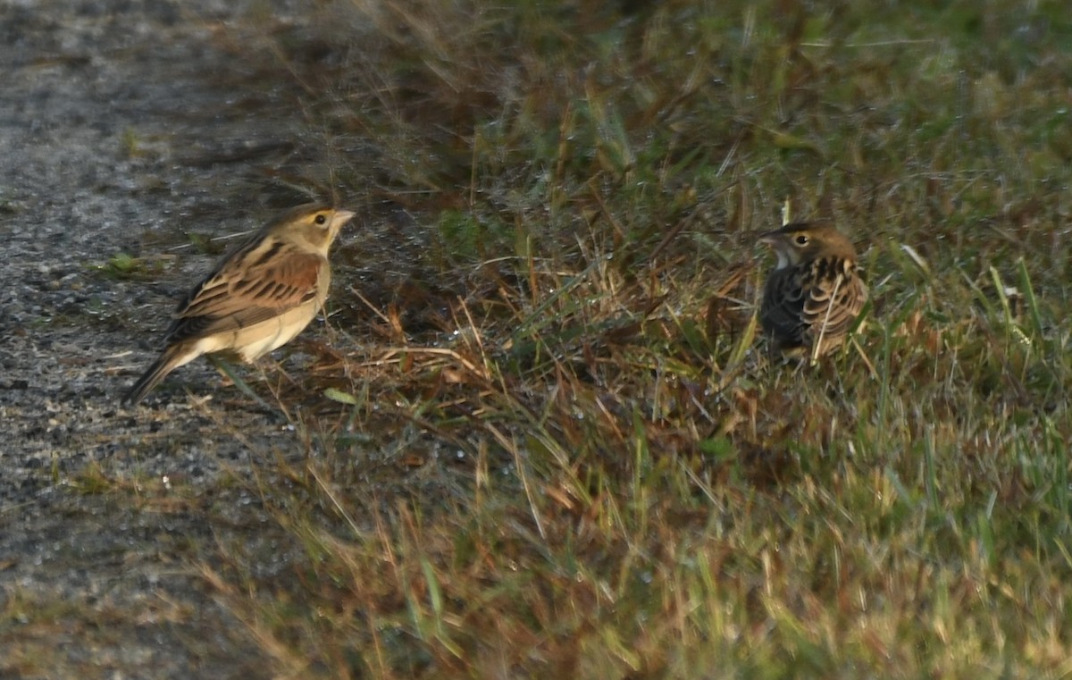 Dickcissel d'Amérique - ML609367995