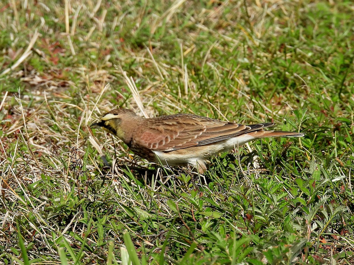 Horned Lark - Melody Walsh