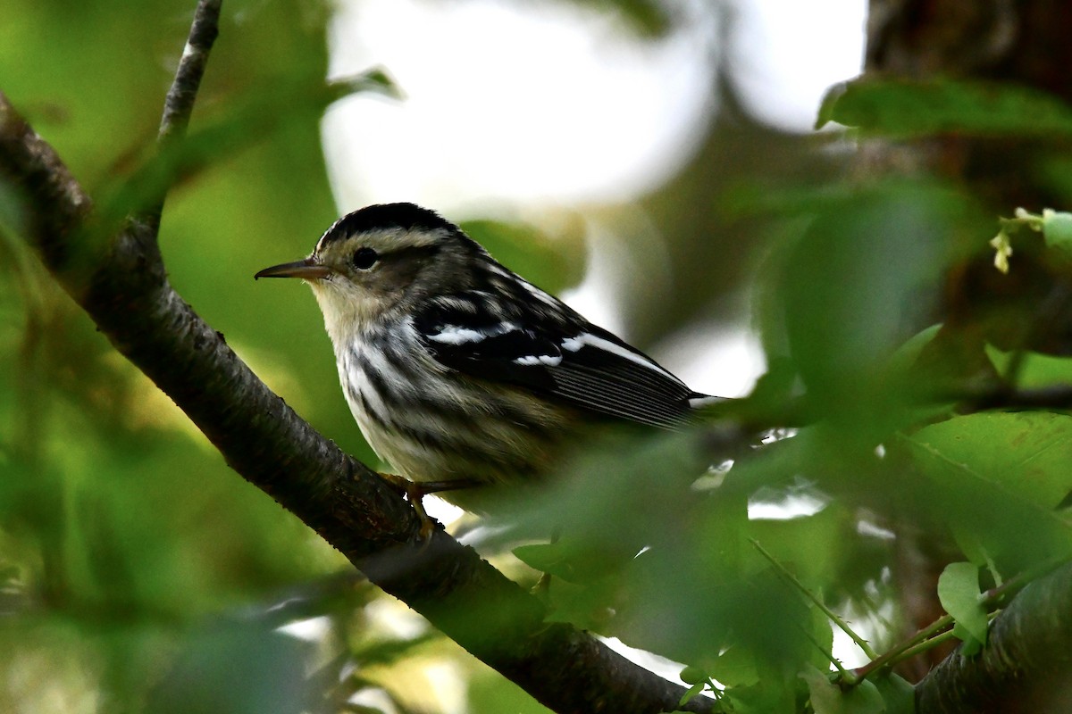 Black-and-white Warbler - Sue Palmer