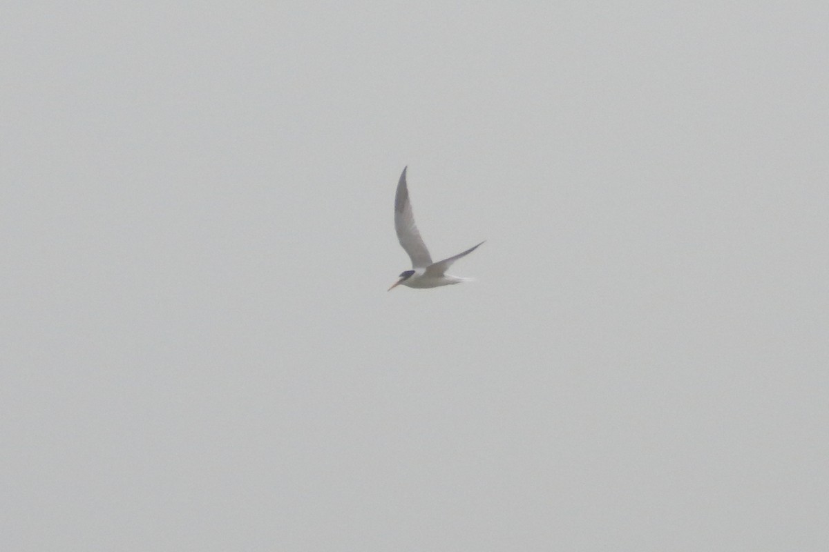 Little Tern - Mark Baker