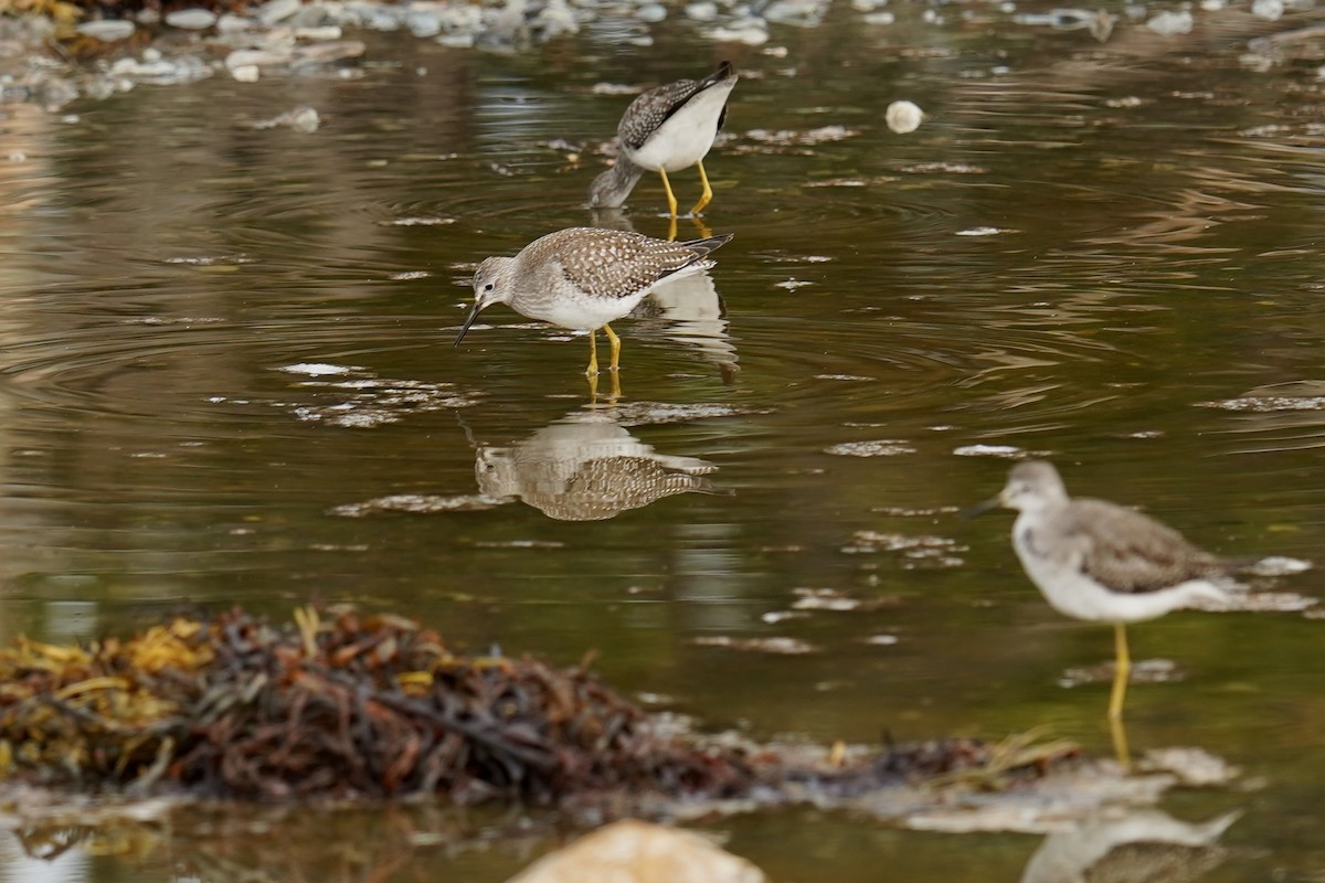 Lesser Yellowlegs - Bob Plohr